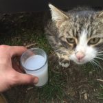 kediye raki icirmek 1357672 m