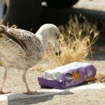 Mikroplastiğin Çevreye Etkileri Nedir?